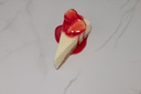 Strawberry Cheesecake Slice
