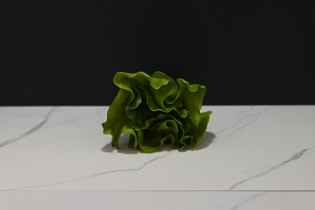 Lettuce Head