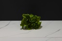 Lettuce Head