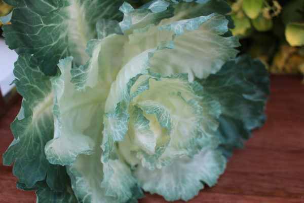 GREEN CABBAGE 1006CU