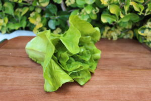 FAKE LETTUCE HEAD 1001