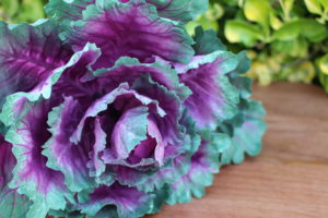 PURPLE CABBAGE 1007CU