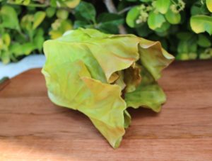 Fake Red Romaine Lettuce Head