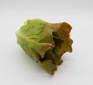 Small Red Romane Lettuce